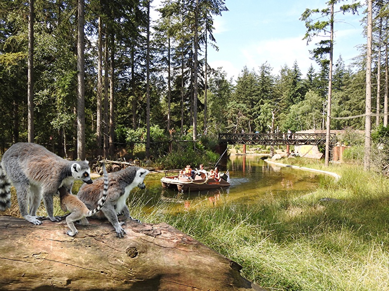 2 stokstaartjes in de dierentuin langs water 