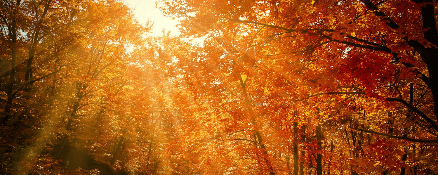 A sun-drenched autumn forest with trees full of orange and red leaves. Sunbeams break through the canopy and illuminate the path that winds through the forest.