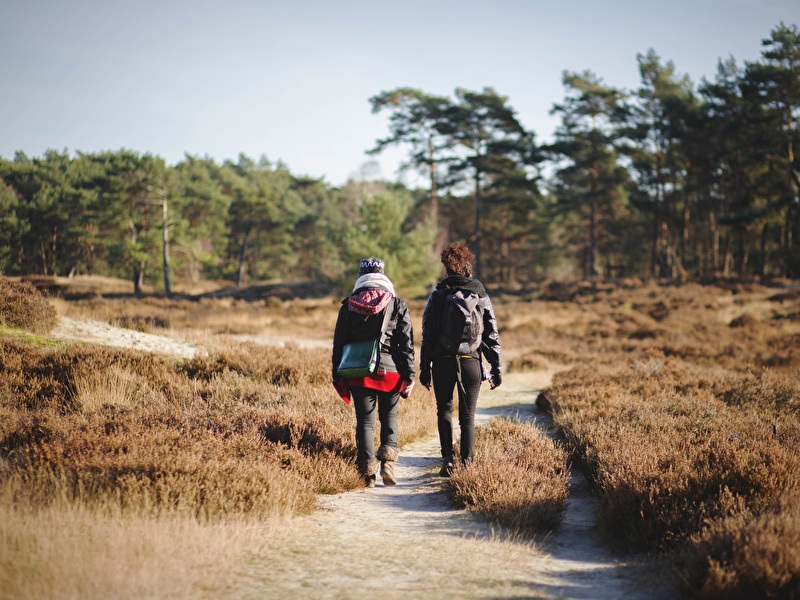 Twee personen wandelen over een smal zandpad door een open heidegebied met lage struiken, omringd door dennenbomen onder een heldere hemel.