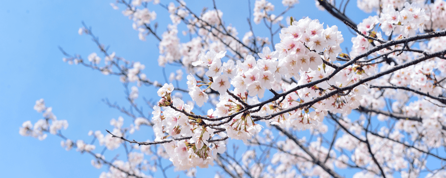 A sun-drenched autumn forest with trees full of orange and red leaves. Sunrays break through the canopy and illuminate the path winding through the forest.